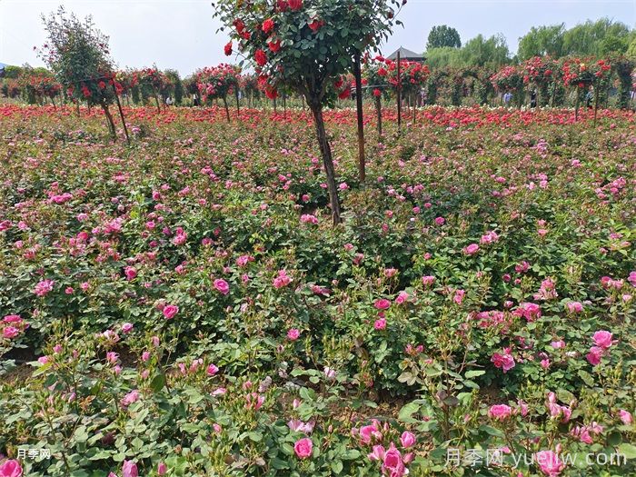 月季花的養殖方法和注意事項總結(圖3)
