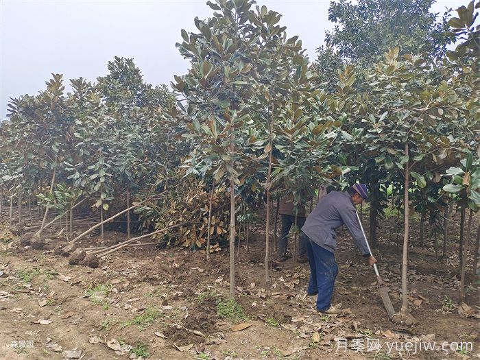 南陽(yáng)市南召縣玉蘭樹(shù)批發(fā)基地(圖1)
