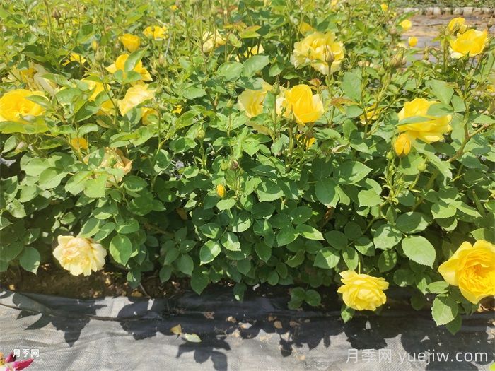 盆栽月季月月開(kāi)花的關(guān)鍵是什么？(圖1)