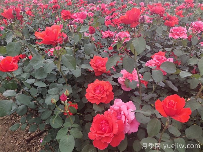 石橋月季日常管理技術(shù)要點(diǎn)有哪些？(圖1)