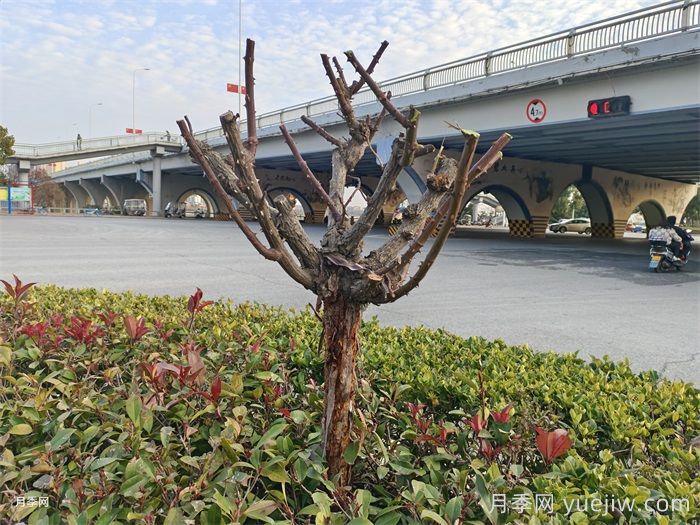月季冬剪如何處理？修剪有哪些注意事項？(圖1)