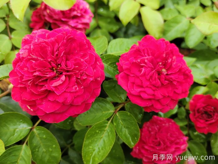 月季有什么特點(diǎn)？進(jìn)口月季有什么優(yōu)勢？(圖1)