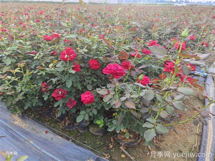 月季枯枝病怎么救活？月季光桿怎么恢復？(圖1)