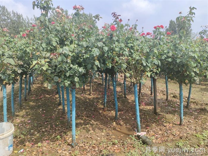 南陽(yáng)樹(shù)狀月季網(wǎng)上交易成功，900棵出嫁杭州蕭山(圖1)
