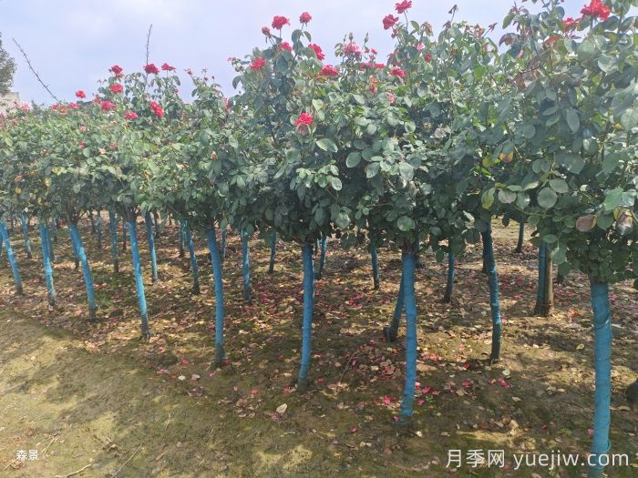 南陽(yáng)樹(shù)狀月季網(wǎng)上交易成功，900棵出嫁杭州蕭山(圖2)