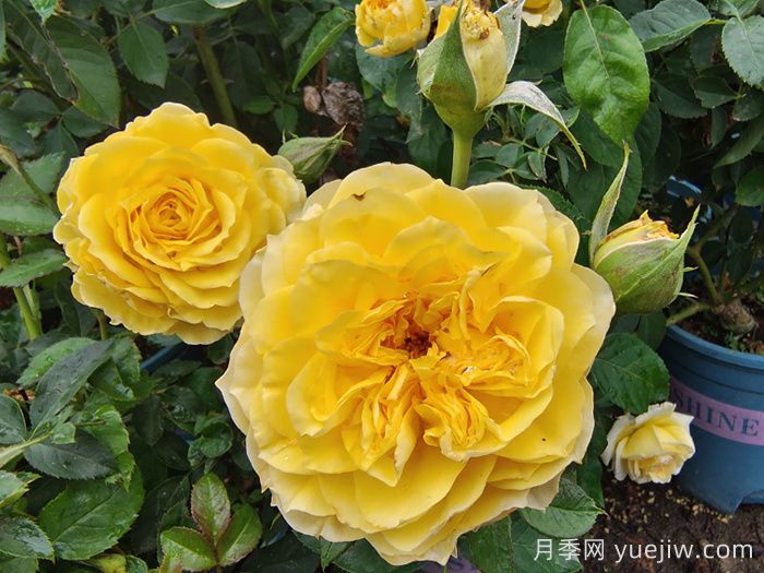 月季花的基本知識有哪些？(圖1)