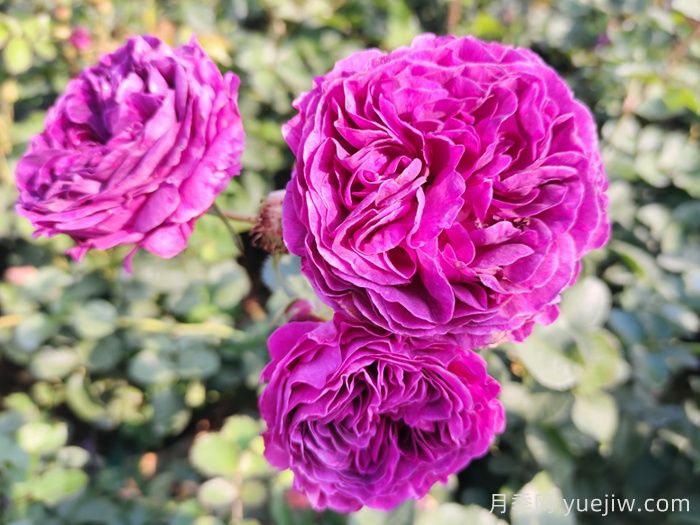 月季、玫瑰和薔薇到底有哪些不同？(圖1)