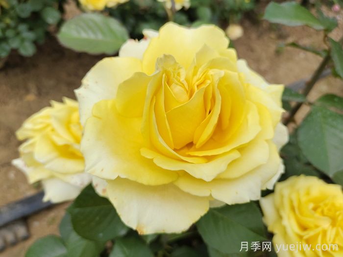 月季銹病的危害癥狀及其防治技術(shù)要點(diǎn)有哪些？(圖1)