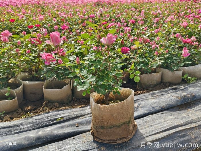 城市景觀(guān)花壇類(lèi)型和花草品種配置(圖2)