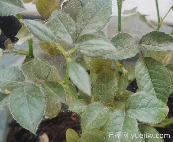 春季月季爆發(fā)紅蜘蛛了，該怎么辦？(圖1)