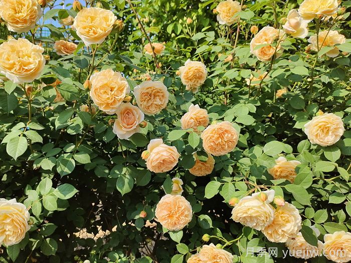月季花的自然花期是什么時(shí)候？(圖1)