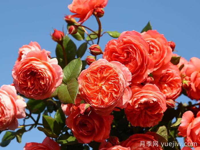 夏日花火月季的優(yōu)缺點(diǎn)？(圖1)
