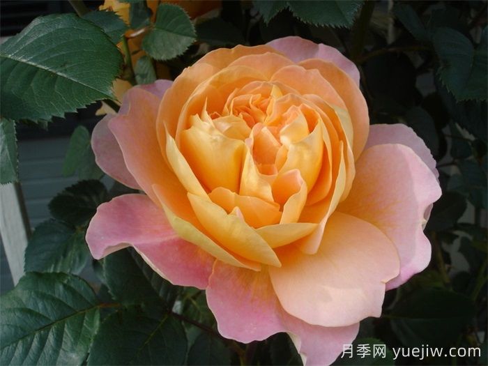 印象派月季可以做灌木嗎？(圖1)