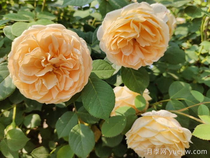 黃月季哪個(gè)品種***好養勤花？(圖2)