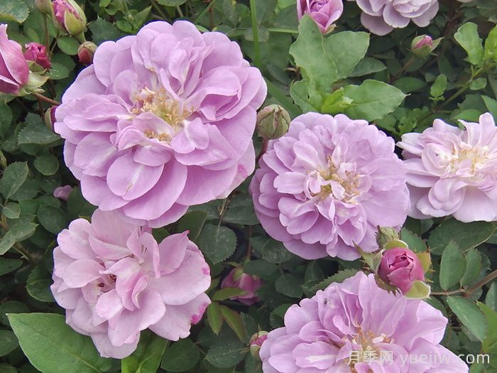 月季花種子幾月播種***好？(圖1)