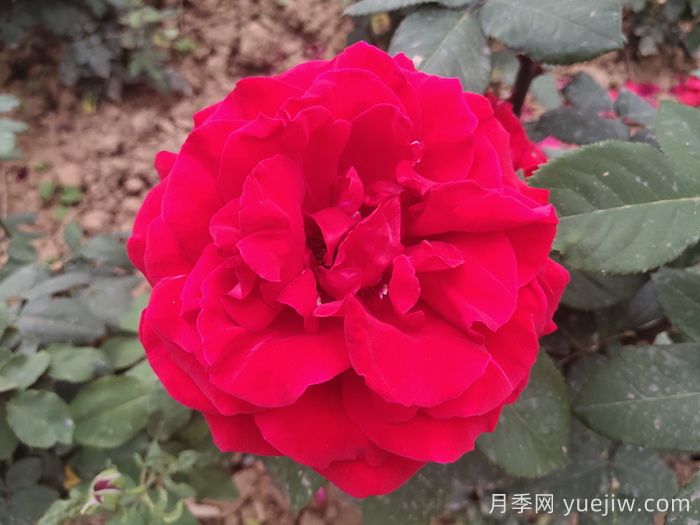 茶花女月季與梅朗口紅月季的區別是什么？(圖1)