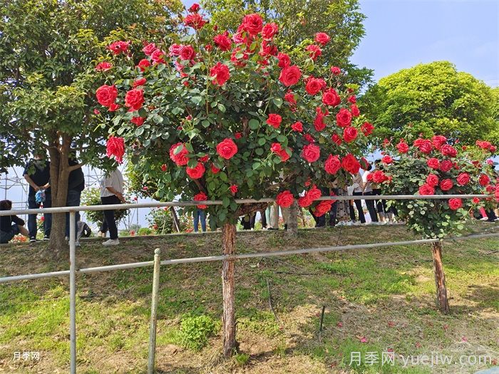 樹(shù)狀月季為什么嫁接的都是緋扇粉扇？(圖2)