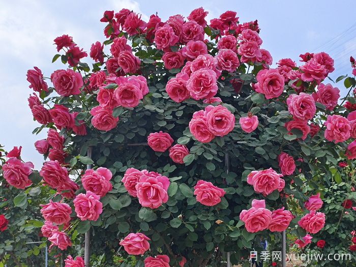 南陽(yáng)的山木香樹(shù)月季嫁接的粉扇和緋扇是國月嗎(圖2)