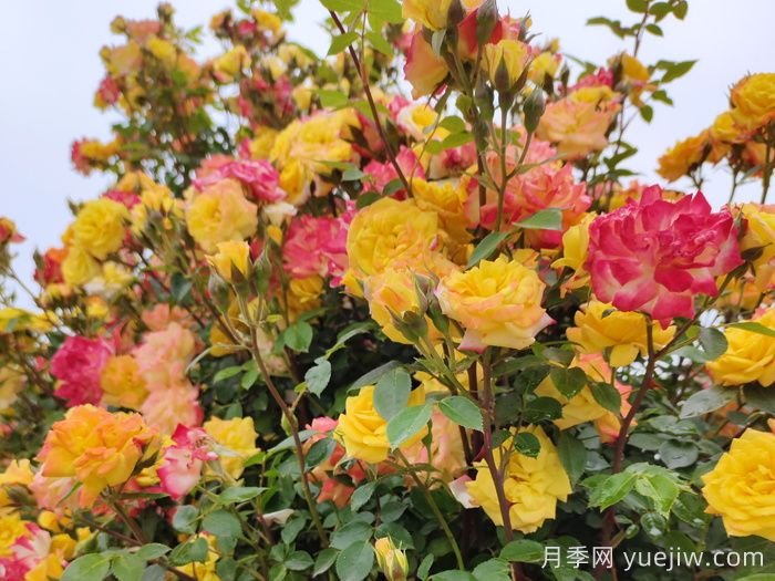 藤彩虹月季是藤本還是灌木？(圖1)