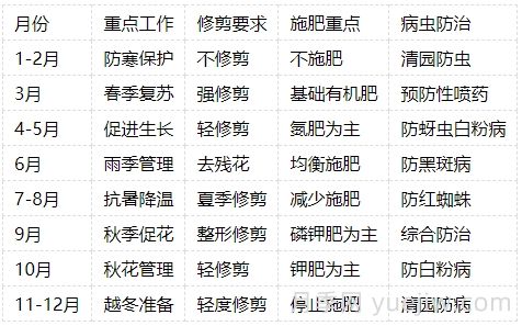 月季的生長(cháng)周期，一年四季的管理辦法(圖4)