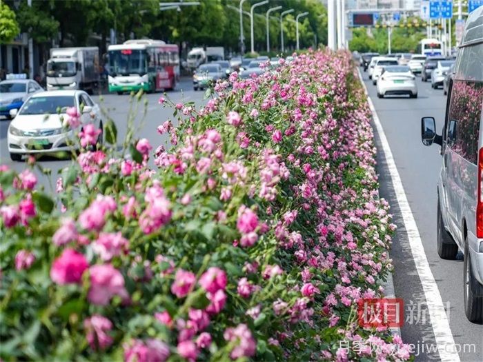 湖北武漢月季炸街，月季成道路顏值擔當(圖1)