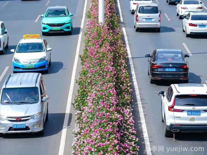 湖北武漢月季炸街，月季成道路顏值擔當(圖2)