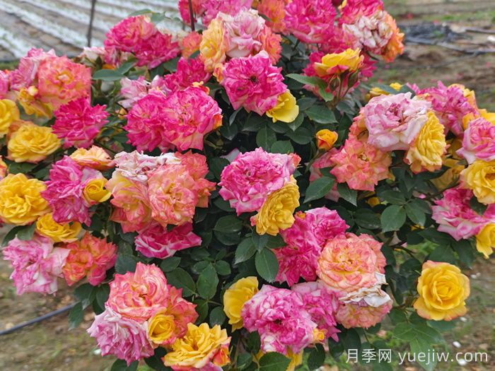 月季花期延長(cháng)方法(圖1)
