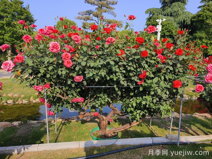 古樁月季(圖8)