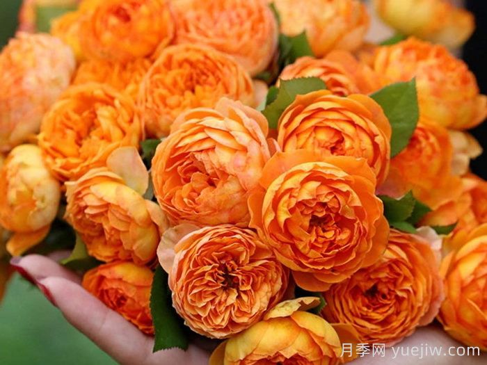 蜂蜜焦糖月季有哪些優(yōu)缺點(diǎn)？(圖1)