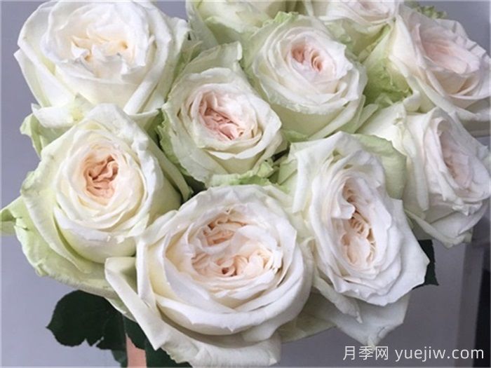 白哈娜月季的優(yōu)缺點(diǎn)是什么？(圖1)