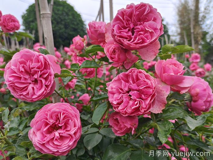 想體驗坐擁花海，6款藤本月季助你春花無(wú)憂(yōu)(圖4)