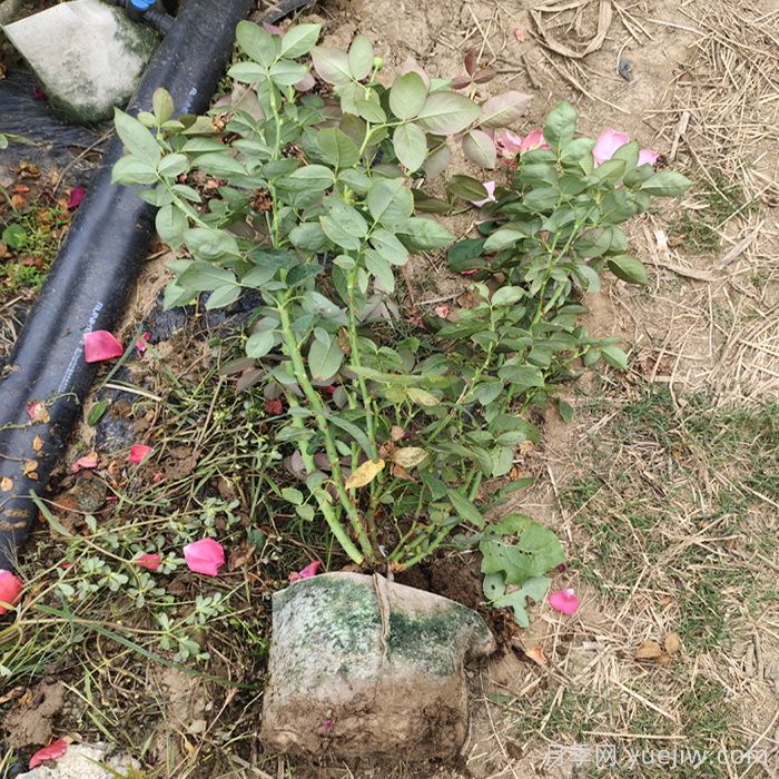 月季強筍爆長(cháng)影響株型，有什么解法？(圖1)