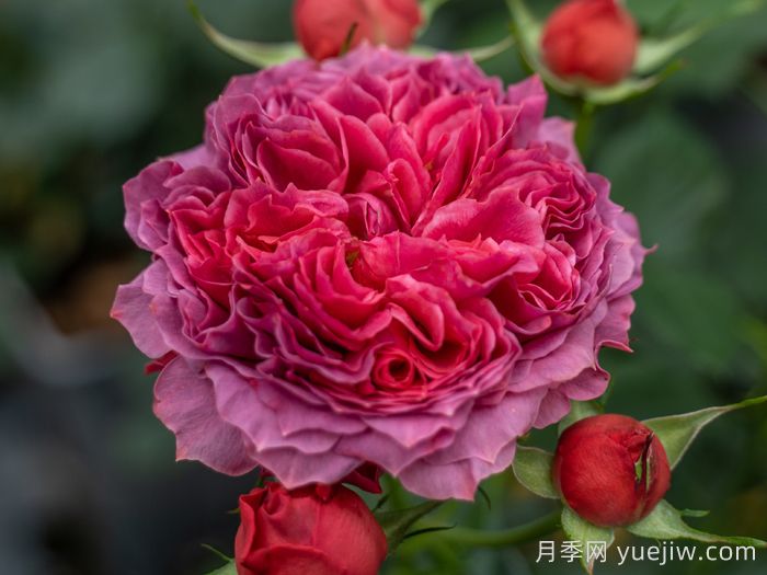 朱砂碗月季的優(yōu)缺點(diǎn)是什么？(圖1)