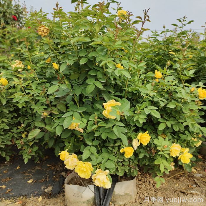 一開(kāi)花就垂頭，這類(lèi)月季怎么調教？(圖1)