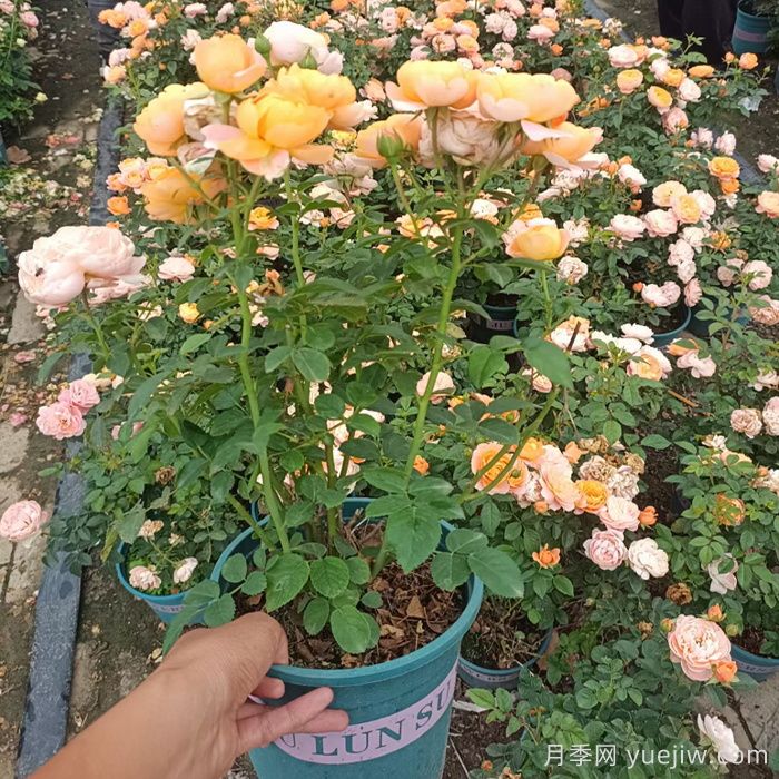 一開(kāi)花就垂頭，這類(lèi)月季怎么調教？(圖2)