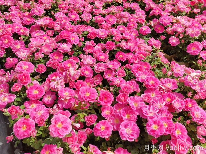 花苞透色和月季花期需要施肥嗎？(圖1)