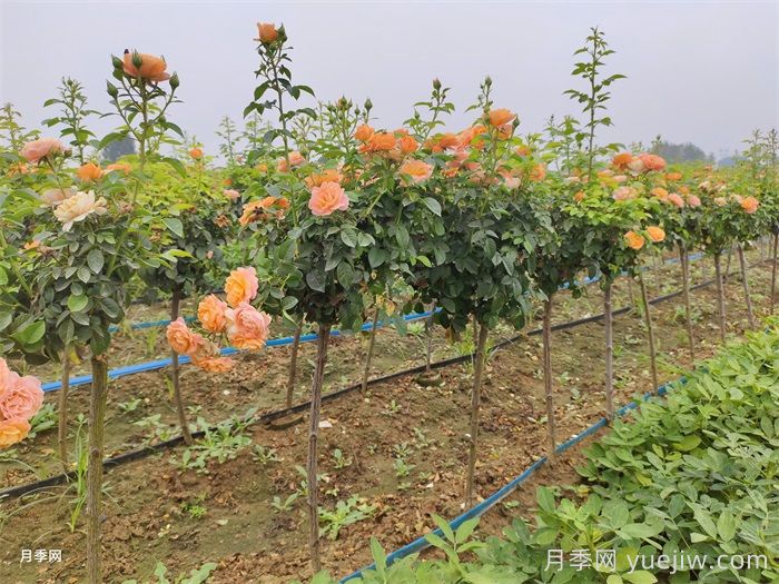 哪種樹(shù)狀月季開(kāi)花多花期長(cháng)？(圖1)