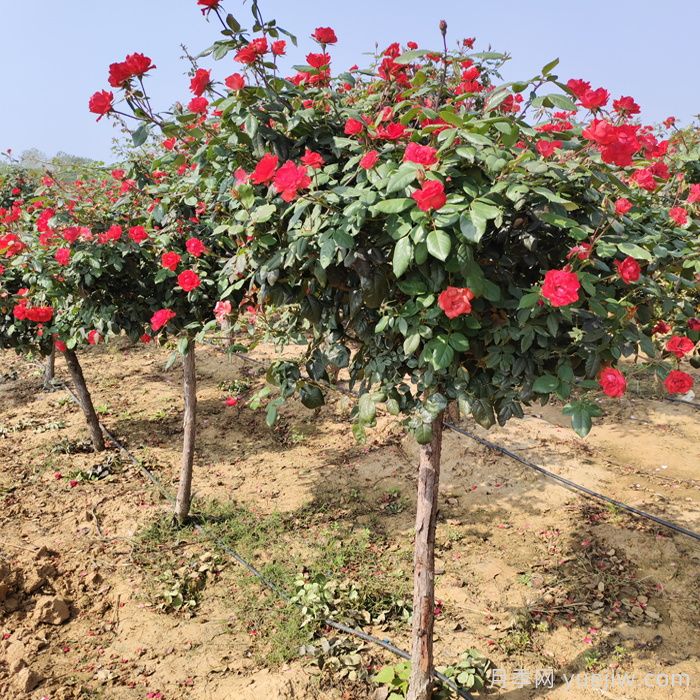 哪種樹(shù)狀月季開(kāi)花多花期長(cháng)？(圖2)