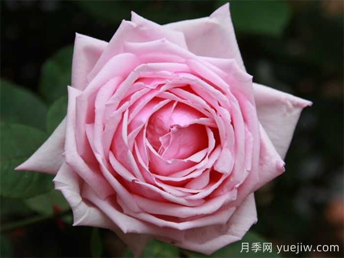 中國月季四大老種，你識得幾個(gè)？(圖2)