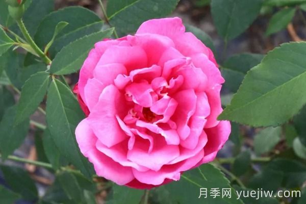 中國月季四大老種，你識得幾個(gè)？(圖3)