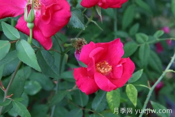 中國月季四大老種，你識得幾個(gè)？(圖4)