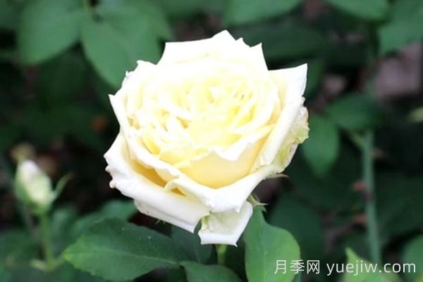 中國月季四大老種，你識得幾個(gè)？(圖5)