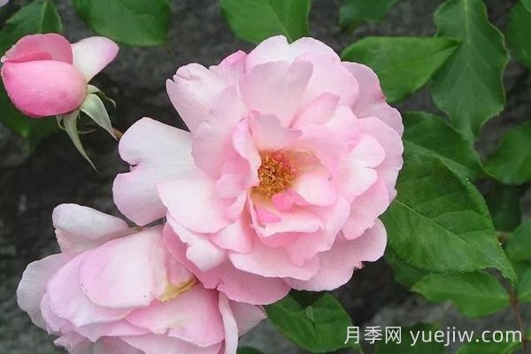 中國月季四大老種，你識得幾個(gè)？(圖6)