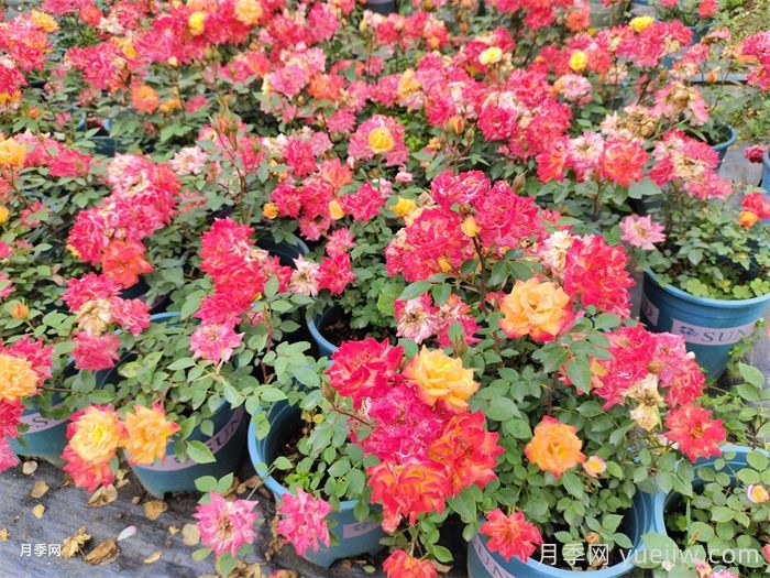 月季花的養殖方法和注意事項(圖2)