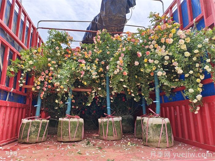 月季花的養殖方法和注意事項(圖3)