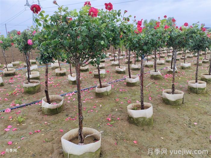 地上缽樹(shù)狀月季/月季樹(shù)容器苗(圖6)