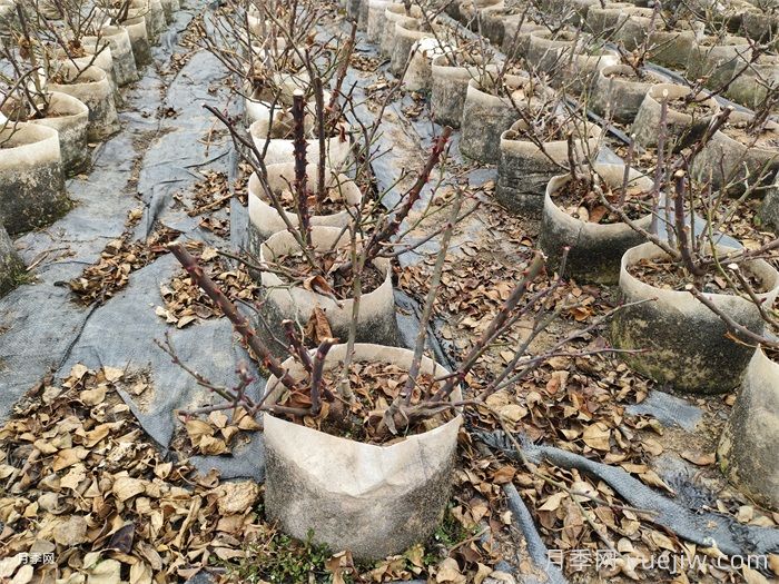 月季花冬天能耐寒零下多少度？(圖1)