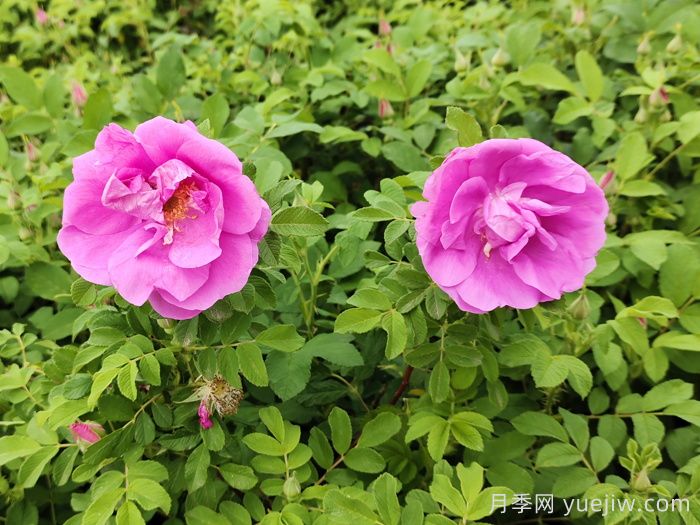 春天是否有四季玫瑰花？(圖1)