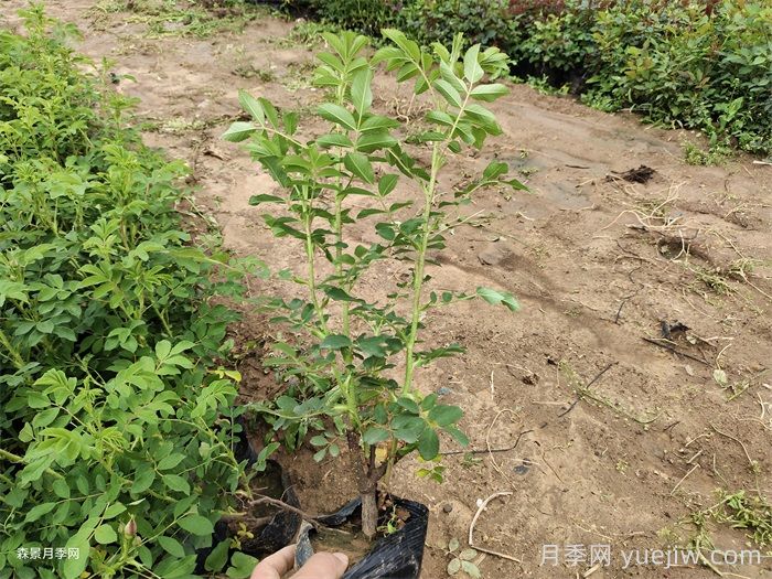 四季玫瑰花多少錢(qián)一盆？(圖2)