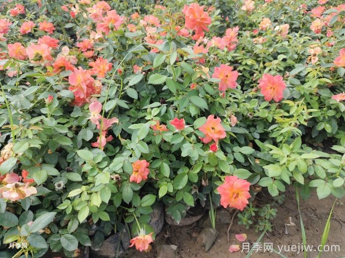 月季苗小不要緊，教你半年長(cháng)成兩加侖開(kāi)爆花(圖1)